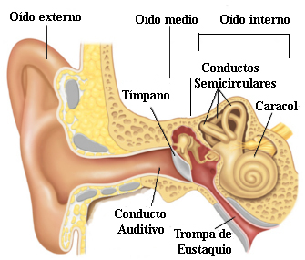 El oído - Los sentidos